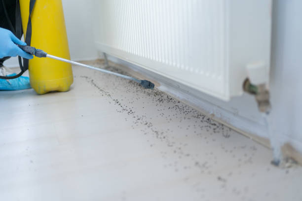 Best Rat Extermination Near Me  in Hodgkins, IL